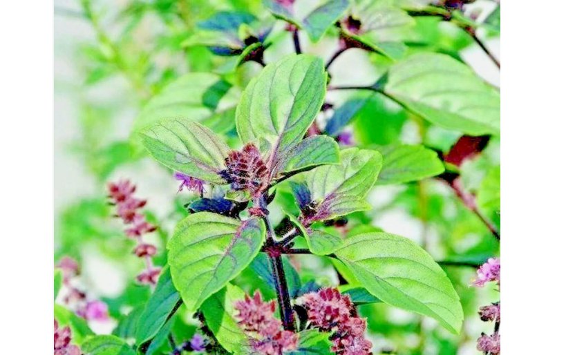 CINNAMON BASIL 600 SEEDS SPRING HERB PERENNIAL HEIRLOOM INSECT BUG REPELLENT US
