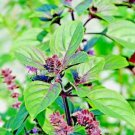 CINNAMON BASIL 600 SEEDS SPRING HERB PERENNIAL HEIRLOOM INSECT BUG REPELLENT US