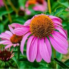 ECHINACEA PURPLE RED CONE 500 SEEDS SPRING PERENNIAL WILDFLOWER BEES FLOWER USA