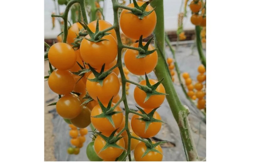 Patio Choice Yellow Cherry Tomato 100 Seeds - Heirloom, Non-GMO, Super Sweet