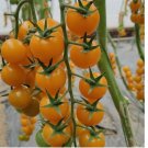 Patio Choice Yellow Cherry Tomato 100 Seeds - Heirloom, Non-GMO, Super Sweet