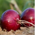 Red Creole Onion 250 Seeds, NON-GMO