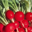 Champion Radish 100 Seeds | NON-GMO