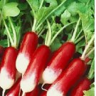 French Breakfast Radish 100 Seeds | NON-GMO