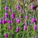 1000 SEEDS Purple Prairie Clover NATIVE WILDFLOWER USA