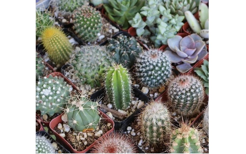 Mixed Cactus 25 seeds