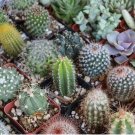 Mixed Cactus 25 seeds