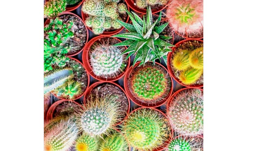 CACTUS 100 SEEDS MIX
