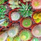 CACTUS 100 SEEDS MIX