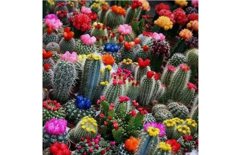 Mixed Multi- Color Cactus 100 Seeds
