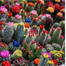 Mixed Multi- Color Cactus 100 Seeds