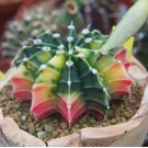 Gymnocalycium variegata mix - strawberry cactus variegated 30 SEEDS