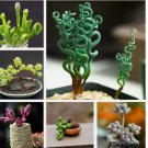 Mixed Rare Succulent Plant 100 Seeds