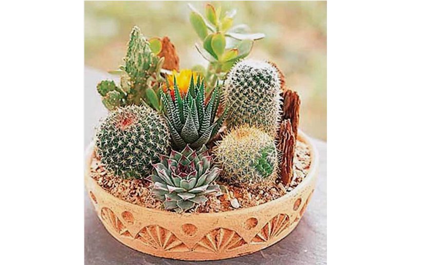 Rare Mixed Cactus 100 Seeds
