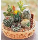 Rare Mixed Cactus 100 Seeds