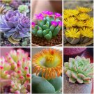 100 SEEDS MIXED Lithops bonsai Living Stones Flower Succulent Cactus