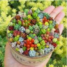 Rare Mixed Succulent 200 Seeds - Beautiful and Colorful Varieties