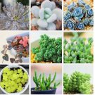24 varieties Rare Succulents Seeds, Lithops Seeds 100 pcs