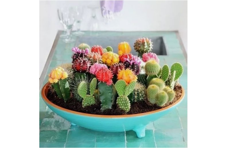 100 SEEDS Mixed Variety Cactus
