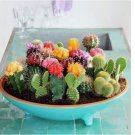 100 SEEDS Mixed Variety Cactus