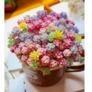 100 PCS MIXED Rare Beauty Succulents Seeds