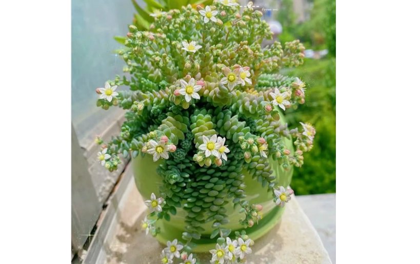Rare High-End Succulent 200 Seeds - Sedum Dasyphyllum 'Major'