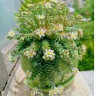 Rare High-End Succulent 200 Seeds - Sedum Dasyphyllum 'Major'