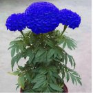 Blue Marigold 100 Seeds Home Garden Edible Flower Plant Seed Chrysanthemum