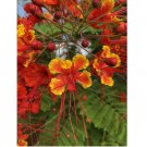 Caesalpinia Pulcherrima PRIDE OF BARBADOS Dwarf Poinciana 20 SEEDS
