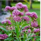 50 SEEDS Milkweed SWAMP CARMINE Perennial Asclepias Monrch Butterfly Host Plant