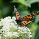 50 SEEDS Milkweed SWAMP WHITE Asclepias Perennial Monarch Butterfly Host Plant
