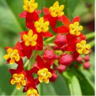 100 SEEDS Milkweed TROPICAL Bloodflower Asclepias Monarch Butterfly Host Plant