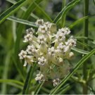 50 SEEDS Milkweed NARROW-LEAVED Monarch Butterfly Host Plant White Tall Non-GMO