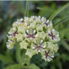 30 SEEDS Milkweed SPIDER Monarch Butterfly Host Plant Loves Heat Texas Non-GMO