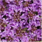 Creeping Thyme 1000 Seeds Beautiful Blooms Dwarf 6 Inch Variety. Non-GMO