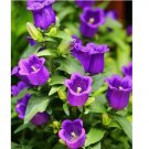 Purple Tussock Bellflower 2000 Seeds Perennial Carpathian Bellflower USA