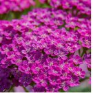 Cerise Queen Yarrow 250 Seeds | Non-GMO