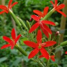30 SEEDS Royal catchfly Silene regia Native Perennial