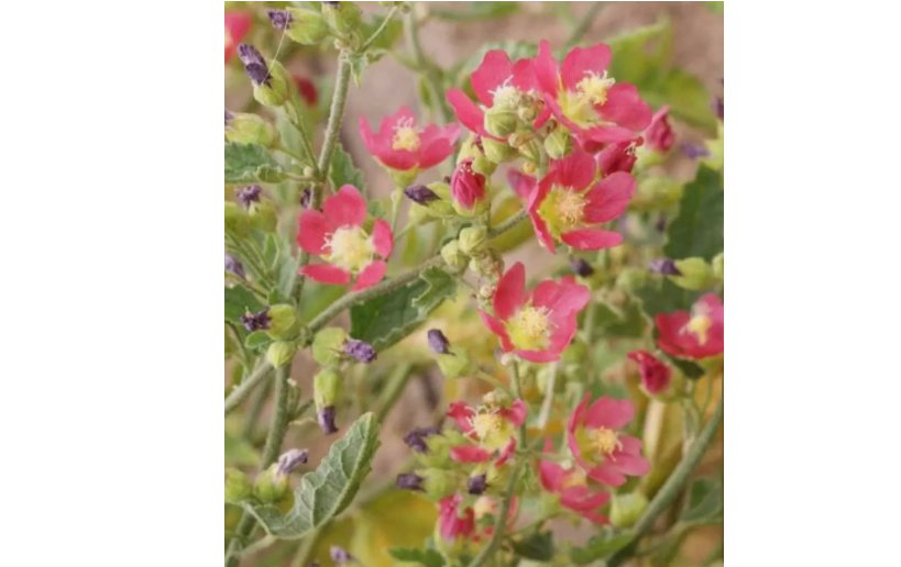 100 SEEDS Desert Globemallow