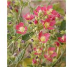 100 SEEDS Desert Globemallow
