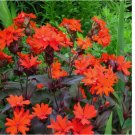 100 SEEDS Arkwright's Campion - Vesuvius Perennial Non-GMO