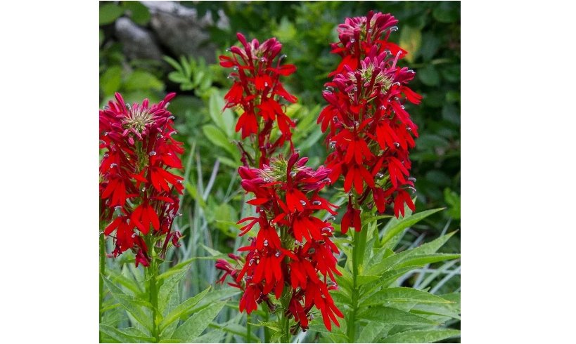 Cardinal Flower 400 Seeds