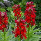 Cardinal Flower 400 Seeds