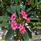 5 SEEDS Mexican Red Plumeria Temple Tree Seeds (P. rubra) Tropical Frangipani Flower