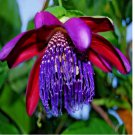 GIANT GRANADILLA 10 SEEDS Passiflora quadrangularis Passionfruit Flower Plant