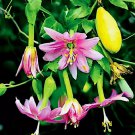 BANANA PASSIONFRUIT 10 SEEDS (Passiflora Mollissima) Fast Flower Vine Plant