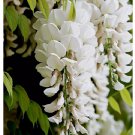 White Wisteria floribunda Alba Tree Seeds Climbing Flower Vine Plant