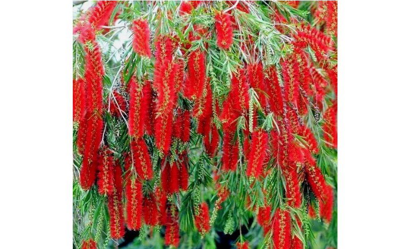 WEEPING BOTTLEBRUSH Flower Tree 50 Seeds Garden Plant (Callistemon viminalis)