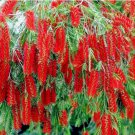 WEEPING BOTTLEBRUSH Flower Tree 50 Seeds Garden Plant (Callistemon viminalis)