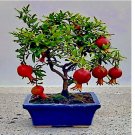 DWARF Pomegranate Tree 20 Seeds Punica granatum Nana Garden Fruit House Plant DWARF Pomegranate Tree 20 Seeds Punica granatum Nana Garden Fruit House Plant